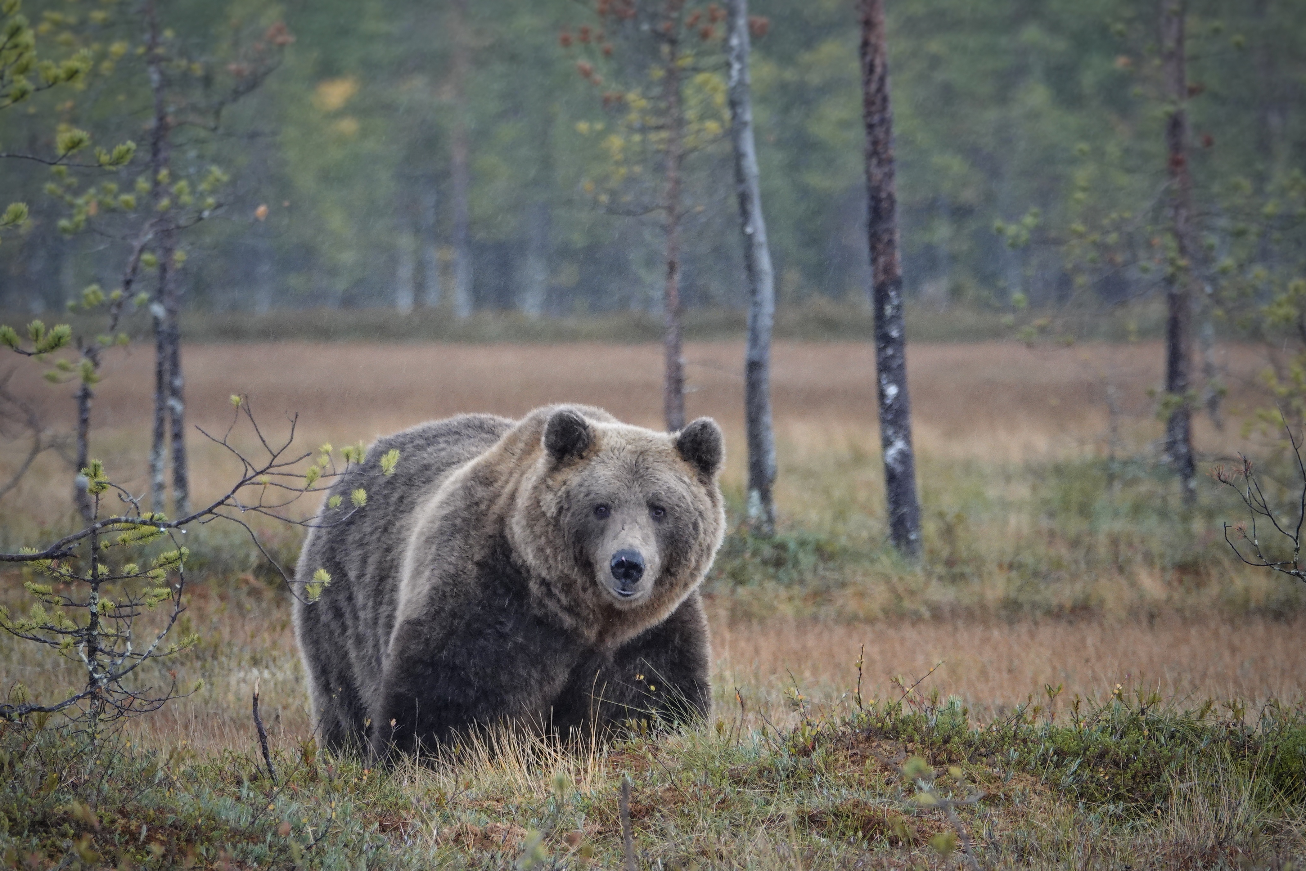 Ours brun dans une forêt finlandaise